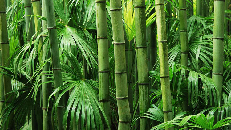 [Image: bamboo-clothing.jpg]